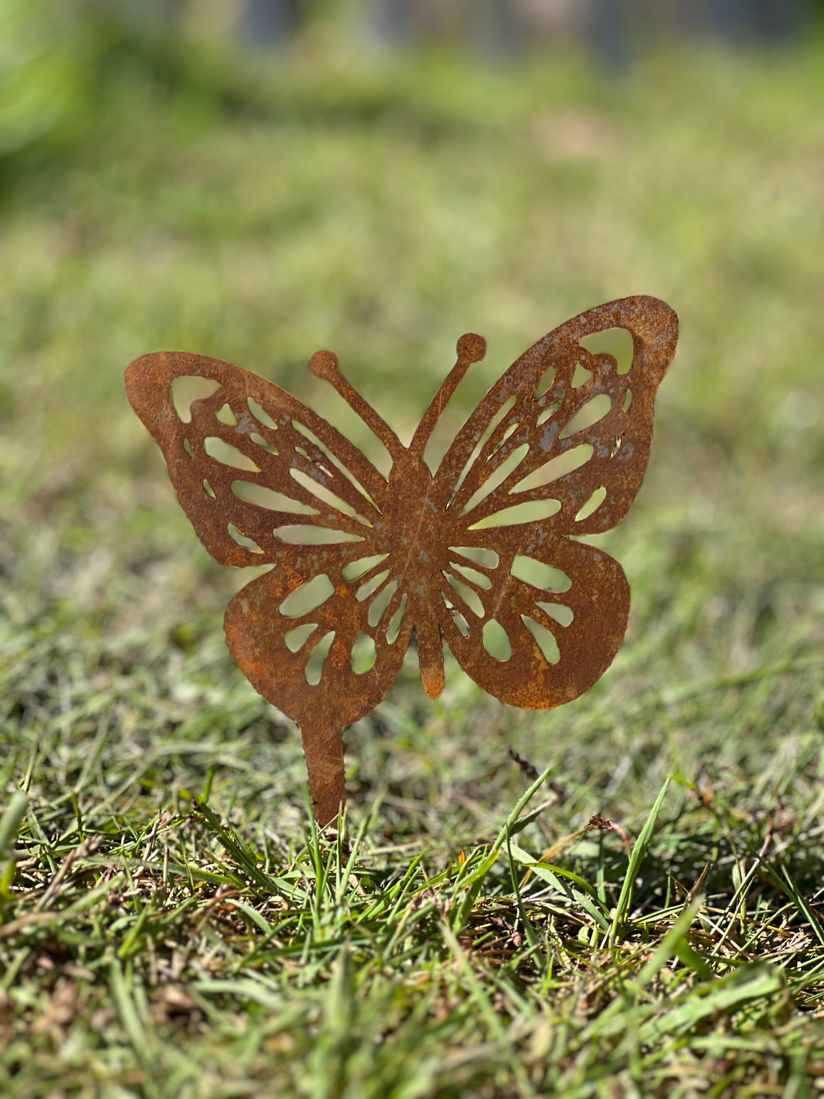 Schmetterling 2