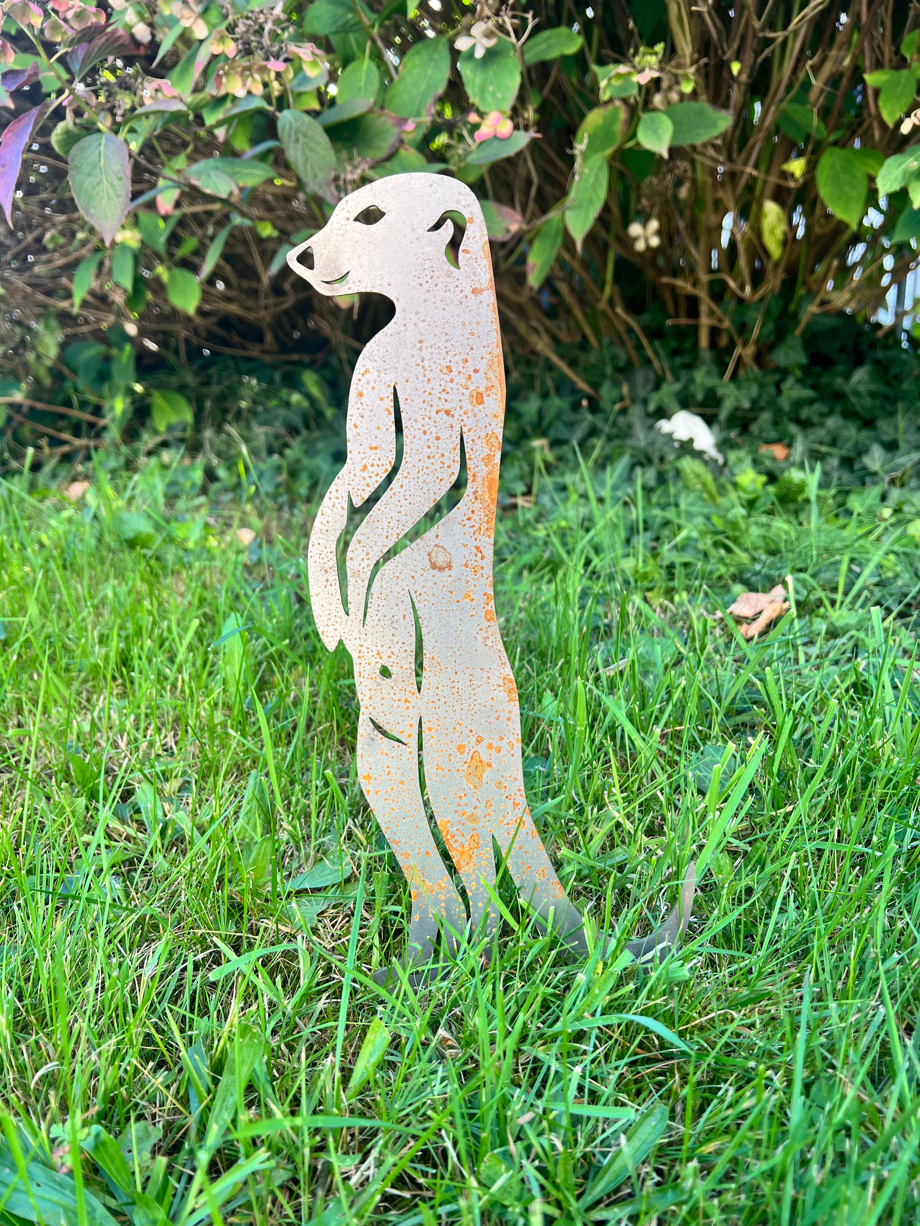 Erdmännchen 1