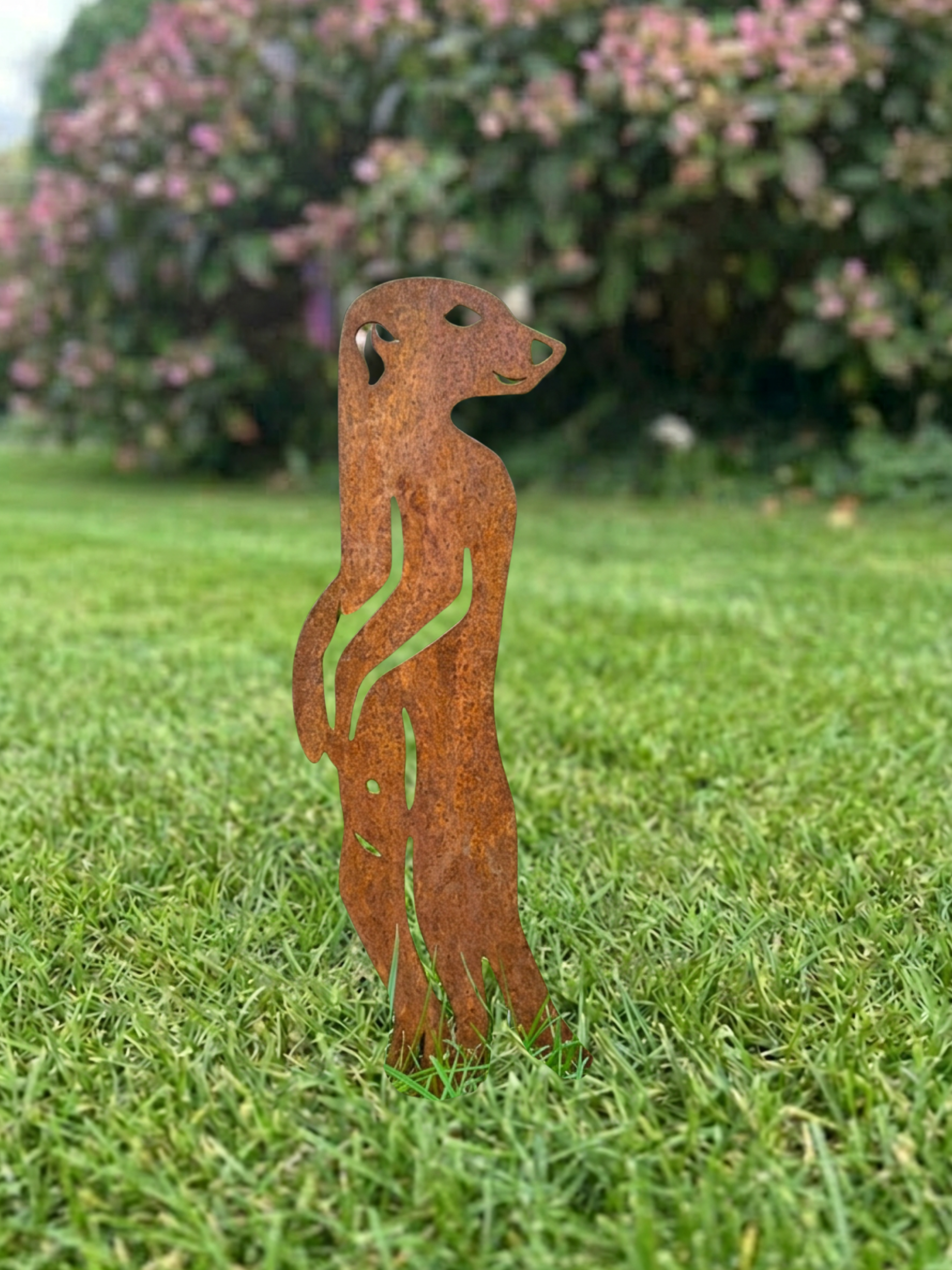 Erdmännchen 2